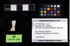 Foto (Objekt + Etikett) von Paguridae indet.  (NHMW-GEO-2017-0093-0025)